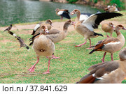 Group of nile gooses in motion in the national park of Ramat-Gan, Israel (2022 год). Стоковое фото, фотограф Георгий Дзюра / Фотобанк Лори