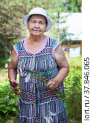 Gardening woman cutting her flowers in garden, old lady works with averruncator. Стоковое фото, фотограф Кекяляйнен Андрей / Фотобанк Лори