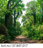 Dirt road through subtropical liana forest. Стоковое фото, фотограф Евгений Харитонов / Фотобанк Лори