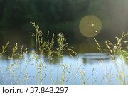 Wild grass on the lake. Evening. Mosquitos fly over the grass. Blurred background. (2020 год). Редакционное фото, фотограф Ирина Вершинская / Фотобанк Лори