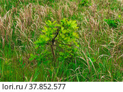 Young oak sprouts among the grass. Стоковое фото, фотограф Евгений Харитонов / Фотобанк Лори