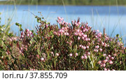 Андромеда многолистная, подбел обыкновенный (Andromeda polifolia L.) на берегу озера, Ямало-Ненецкий автономный округ. Стоковое видео, видеограф Григорий Писоцкий / Фотобанк Лори