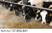 Животноводческая ферма зимой, коровник. Коровы едят сено. Cattle breeding farm in winter, сowshed. Cows eat hay. (2022 год). Редакционное видео, видеограф Евгений Романов / Фотобанк Лори