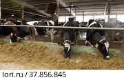 Животноводческая ферма зимой, коровник. Коровы едят сено. Cattle breeding farm in winter, сowshed. Cows eat hay. Стоковое видео, видеограф Евгений Романов / Фотобанк Лори
