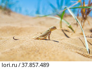 Lizard toad-headed agama among the dry grass in the dunes. Стоковое фото, фотограф Евгений Харитонов / Фотобанк Лори