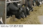 Животноводческая ферма, коровник. Коровы едят сено. Cattle breeding farm, сowshed. Cows eat hay. (2022 год). Редакционное видео, видеограф Евгений Романов / Фотобанк Лори