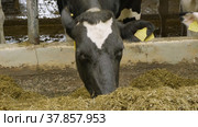 Животноводческая ферма, коровник. Коровы едят сено. Cattle breeding farm, сowshed. Cows eat hay. (2022 год). Редакционное видео, видеограф Евгений Романов / Фотобанк Лори