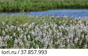 Вахта трехлистная (Menyanthes trifoliata) летним днем на болоте, Ямало-Ненецкий автономный округ. Стоковое видео, видеограф Григорий Писоцкий / Фотобанк Лори