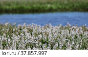 Вахта трехлистная (Menyanthes trifoliata) летним днем на болоте. Ямало-Ненецкий автономный округ. Стоковое видео, видеограф Григорий Писоцкий / Фотобанк Лори
