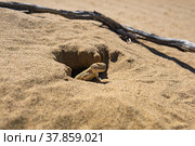 Portrait of desert lizard toad-headed agama Phrynocephalus mystaceus near its burrow. Стоковое фото, фотограф Евгений Харитонов / Фотобанк Лори