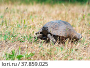 Greek tortoise among dry grass outdoor. Стоковое фото, фотограф Евгений Харитонов / Фотобанк Лори