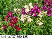 Разноцветный львиный зев (лат. Antirrhinum) цветет на клумбе в саду. Стоковое фото, фотограф Елена Коромыслова / Фотобанк Лори