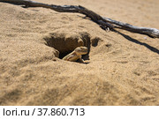 Portrait of desert lizard toad-headed agama Phrynocephalus mystaceus in its burrow. Стоковое фото, фотограф Евгений Харитонов / Фотобанк Лори