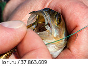 Fishing on the river. Fishing. Perch. Hook. Get hooked. Close-up. Removing the hook from the fish's mouth. Стоковое фото, фотограф Ирина Бобрешова / Фотобанк Лори