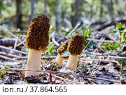 Spring edible mushroom morel grows in wild forest. Стоковое фото, фотограф Владимир Григорьев / Фотобанк Лори