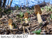 Morchella esculenta, known as morel, sponge mushroom, or honeycomb morel, was adopted as official mushroom of state of Minnesota. Стоковое фото, фотограф Владимир Григорьев / Фотобанк Лори