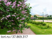 Сирень на Марсовом поле.  Санкт-Петербург (2017 год). Стоковое фото, фотограф Александр Щепин / Фотобанк Лори