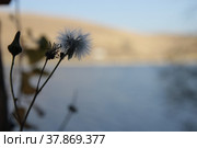 Одуванчик осенью. Стоковое фото, фотограф Георгий Анастасиади / Фотобанк Лори