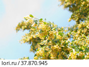 Липа в период цветения (Tilia europaea L.) Стоковое фото, фотограф WalDeMarus / Фотобанк Лори