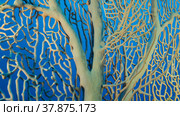 Details of the soft coral Giant Gorgonian or Sea fan (Subergorgia mollis). Close-up of coral. Red sea, Egypt. Стоковое фото, фотограф Некрасов Андрей / Фотобанк Лори