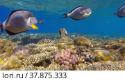 School of Surgeonfish swimming above top of coral reef in sun rays. Red Sea Clown Surgeon (Acanthurus sohal).Red sea, Egypt. Стоковое фото, фотограф Некрасов Андрей / Фотобанк Лори