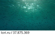 Large school of small fish swims under surface of water in the sun rays on dawn. Red sea, Egypt. Стоковое фото, фотограф Некрасов Андрей / Фотобанк Лори