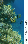 Red Sea Bannerfish (Heniochus intermedius) swims near coral reef. Red sea, Egypt. Стоковое фото, фотограф Некрасов Андрей / Фотобанк Лори