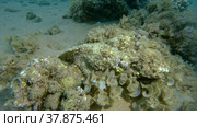 Close-up, Scorpionfish hiding among the reef. Tasseled Scorpionfish, Small-scaled Scorpionfish (Scorpaenopsis oxycephala). Стоковое фото, фотограф Некрасов Андрей / Фотобанк Лори