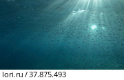 Large school of small fish swims under surface of water in the sun rays on dawn. Red sea, Egypt. Стоковое фото, фотограф Некрасов Андрей / Фотобанк Лори