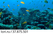 Massive school of Lyretail Anthias (Pseudanthias squamipinnis) and Glassfish swims near coral reef. Underwater life on coral reef in the ocean. Red sea, Egypt. Стоковое фото, фотограф Некрасов Андрей / Фотобанк Лори