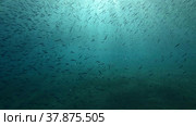 Large school of small fish swims under surface of water in the sun rays on dawn. Red sea, Egypt. Стоковое фото, фотограф Некрасов Андрей / Фотобанк Лори