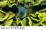 Yellow Edged Moray Eel (Gymnothorax flavimarginatus) peeks out of its Lettuce coral or Yellow Scroll Coral (Turbinaria reniformis). Close-up. Red sea, Egypt. Стоковое фото, фотограф Некрасов Андрей / Фотобанк Лори