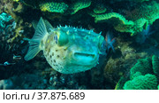 Porcupinefish is hiding under under Lettuce coral. Ajargo, Giant Porcupinefish or Spotted Porcupine Fish (Diodon hystrix) and Lettuce coral or Yellow Scroll Coral (Turbinaria reniformis). Red sea, Egypt. Стоковое фото, фотограф Некрасов Андрей / Фотобанк Лори