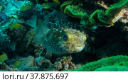 Porcupinefish is hiding under under Lettuce coral. Ajargo, Giant Porcupinefish or Spotted Porcupine Fish (Diodon hystrix) and Lettuce coral or Yellow Scroll Coral (Turbinaria reniformis). Red sea, Egypt. Стоковое фото, фотограф Некрасов Андрей / Фотобанк Лори
