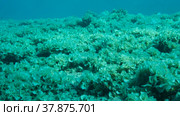 Once beautiful coral reef is overgrown with algae as a result of eutrophication (increase organic matter in the sea water) Brown alga Peacock's Tail (Padina pavonica) covered bottom and corals. Red sea, Egypt. Стоковое фото, фотограф Некрасов Андрей / Фотобанк Лори