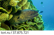 Yellow Edged Moray Eel (Gymnothorax flavimarginatus) peeks out of its Lettuce coral or Yellow Scroll Coral (Turbinaria reniformis). Close-up. Red sea, Egypt. Стоковое фото, фотограф Некрасов Андрей / Фотобанк Лори