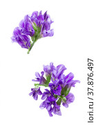 Два соцветия люцерны (Medicago). Маленькие фиолетовые цветы, изолированные на белом фоне. Стоковое фото, фотограф Елена Абдураманова / Фотобанк Лори