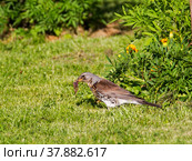 Певчий дрозд (лат. Turdus philomelos) (англ. song thrush) Стоковое фото, фотограф Галина Савина / Фотобанк Лори