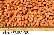 Ripe and tasty Carrot (Daucus carota subsp. sativus) Стоковое фото, фотограф Валерия Попова / Фотобанк Лори
