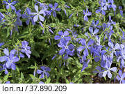 Флокс растопыренный (Phlox divaricata) с капельками воды. Стоковое фото, фотограф Владимир Литвинов / Фотобанк Лори