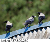 Три вороны сидят на крыше дома. ( лат. Corvus corone) Стоковое фото, фотограф Галина Савина / Фотобанк Лори