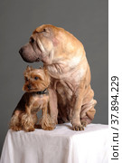 Sharpei and Yorkshire Terrier on the curbstone in the studio. Стоковое фото, фотограф Анна Кривицкая / Фотобанк Лори