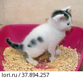 Kitten defecate. Стоковое фото, фотограф Анна Кривицкая / Фотобанк Лори