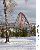 Bugrinskij bridge and birch in winter - vertically. Редакционное фото, фотограф ArhSib / Фотобанк Лори