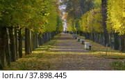 Петергоф осенью, липовая аллея в Нижнем парке. Peterhof in autumn, linden alley in the Nizhniy Park. (2021 год). Редакционное видео, видеограф Евгений Романов / Фотобанк Лори