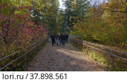 Петергоф, Нижний парк осенью. Люди на аллее у фонтана Дубок. Peterhof, Nizhniy Park in autumn. People on the alley by the Oak Fountain. (2021 год). Редакционное видео, видеограф Евгений Романов / Фотобанк Лори