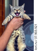 Gray with stripes cat in hands. Стоковое фото, фотограф Анна Кривицкая / Фотобанк Лори