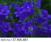 Синие цветы колокольчика среднего Campanula medium сорта "Чашка с блюдцем" Стоковое фото, фотограф Елена Елистратова / Фотобанк Лори