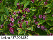 Малиновые колокольчики цветущего куста вейгелы пестролистной Weigela variegata. Стоковое фото, фотограф Елена Елистратова / Фотобанк Лори