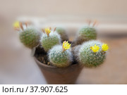Mammillaria baumii. Стоковое фото, фотограф Юлия Бабкина / Фотобанк Лори